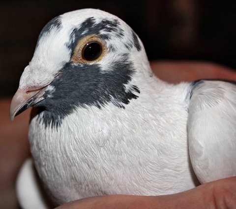 The Fascinating World of Pigeon Genetics and Color Variations