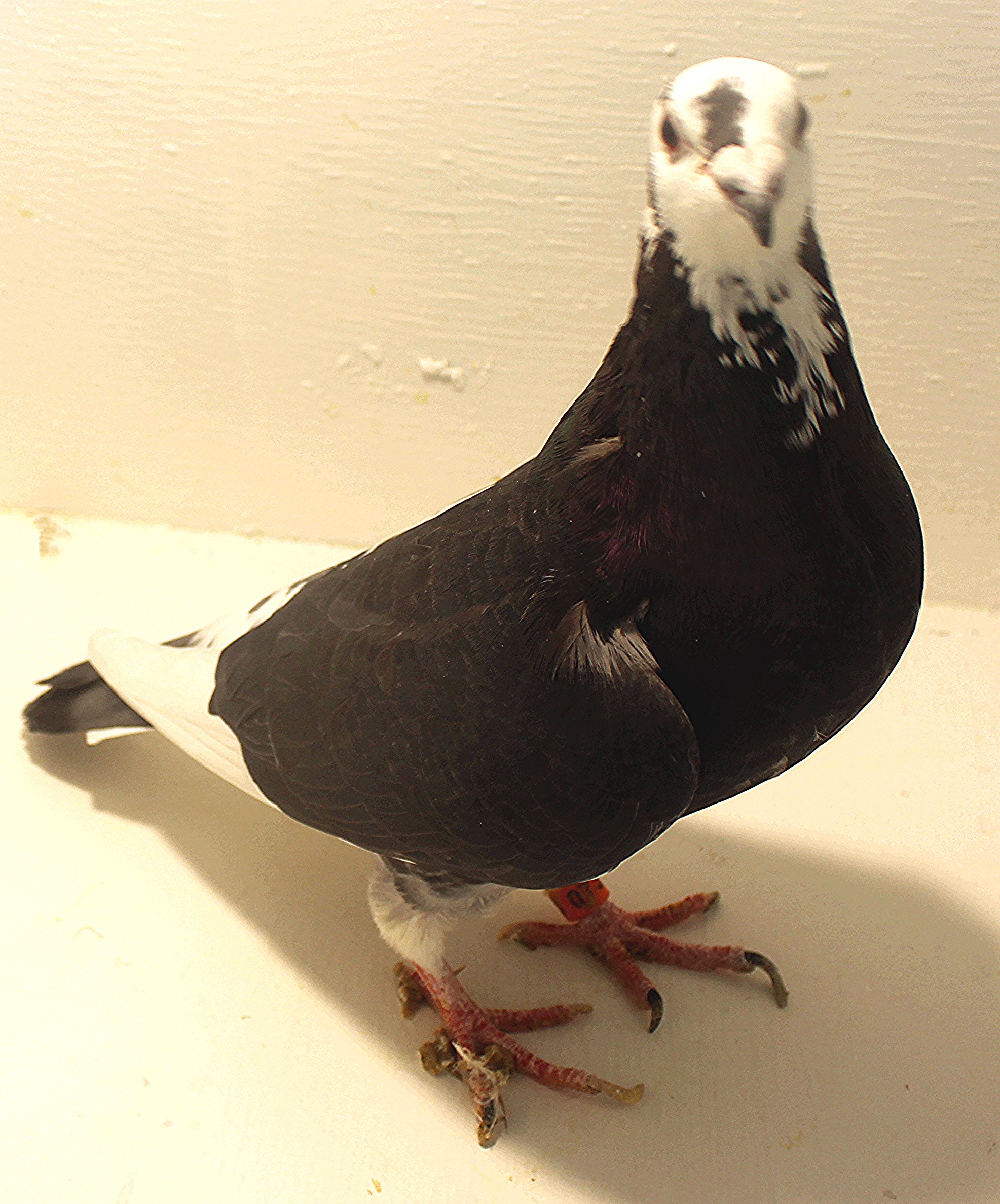 How Much Does a Pigeon Cost? Uncover the Value!