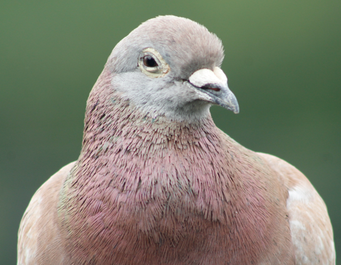 A bird story: Homing pigeon finds the way back to his family, released from Hornell on May 21