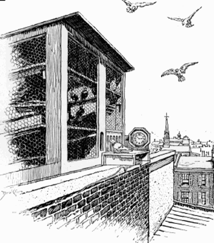 Homing Pigeons: The Century Magazine: July 1886