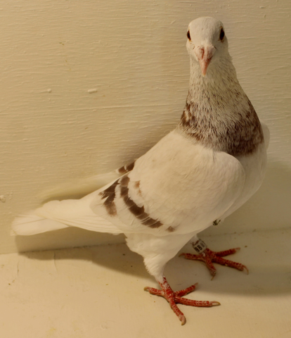 Things to Avoid When Medicating Your Racing Pigeons