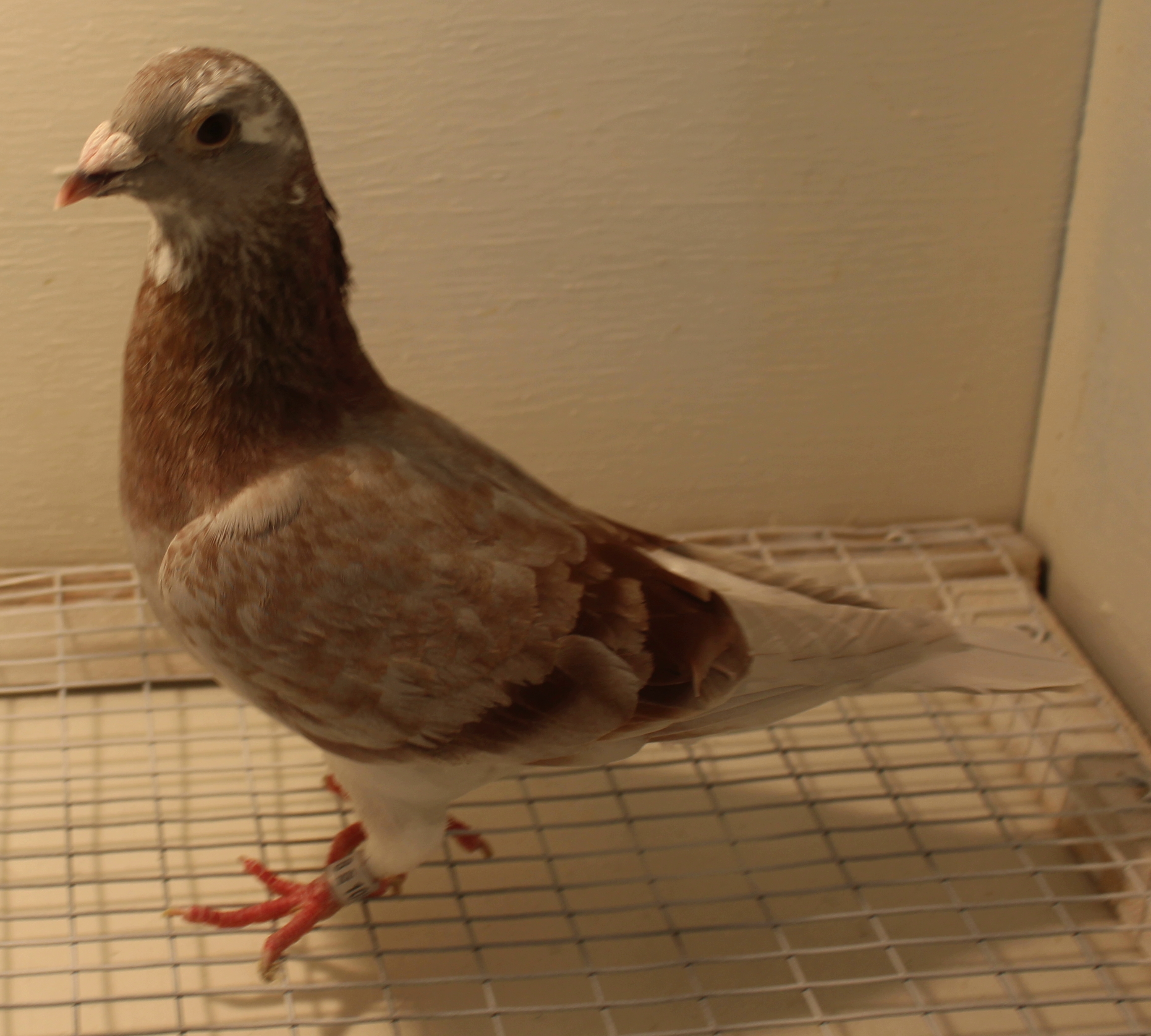 How Much Does A Racing Pigeon Cost?  (2)