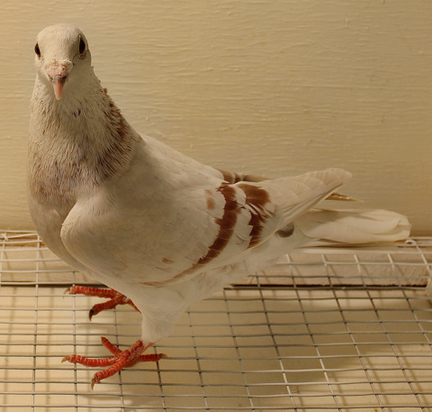 When Do Pigeons Breed?
