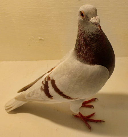 Pigeon Fanciers and Racers: Ambassadors for a Great Sport