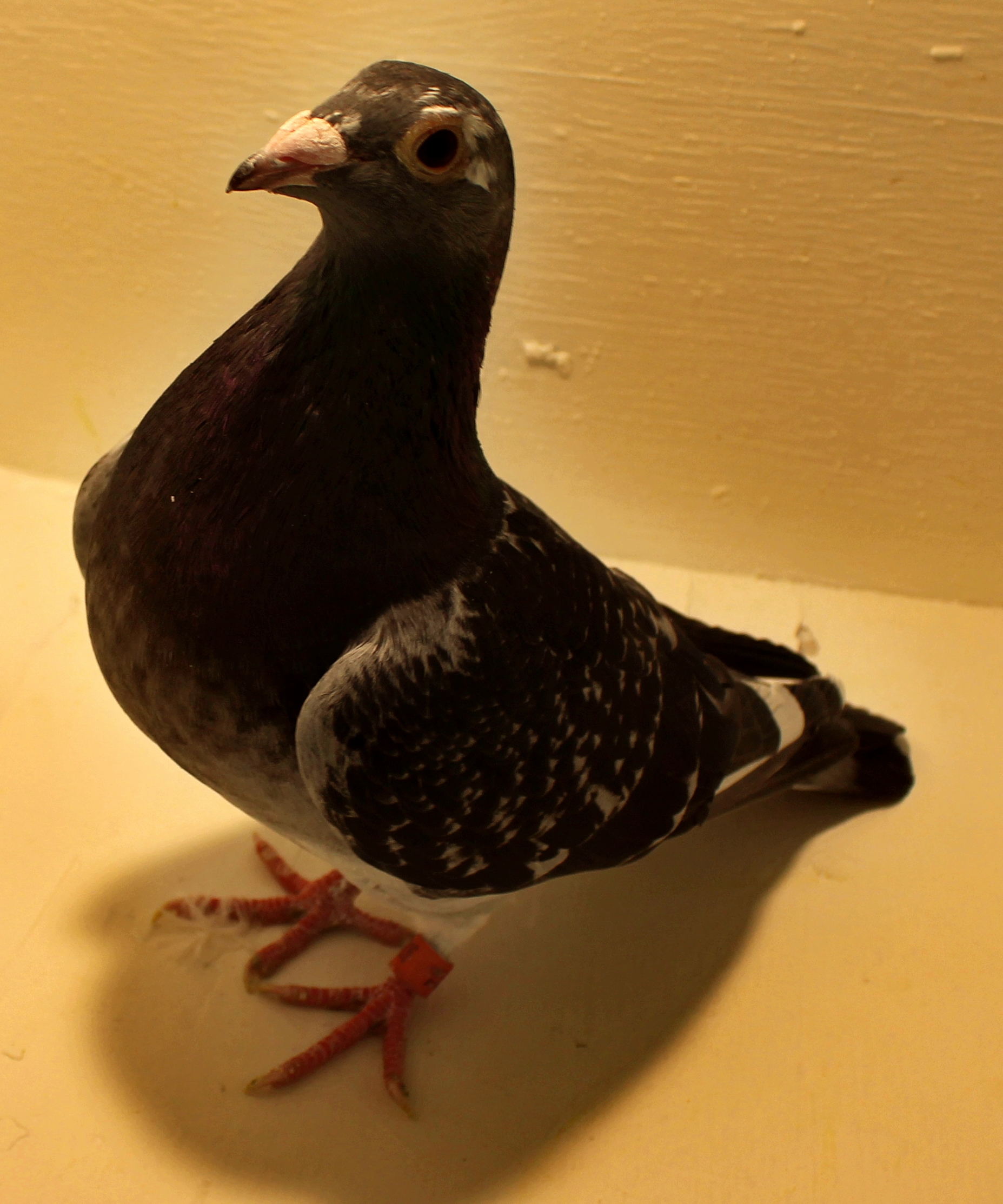 For Sale Breeder Pigeons (3)