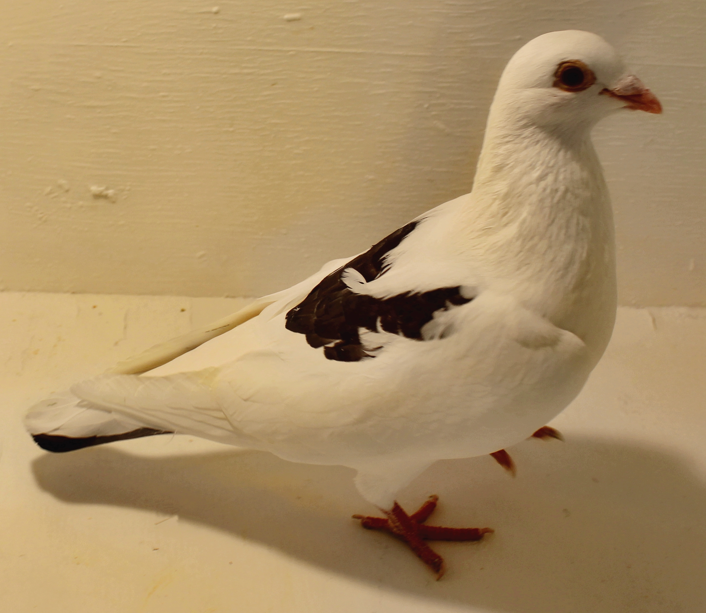 For Sale Breeder Pigeons (4)