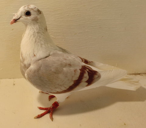 For Most of History, Pigeons Were Beloved. What Happened?