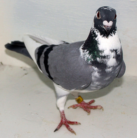 SOME PIGEONS DISTRACT FALCONS WITH WHITE RUMP FEATHERS