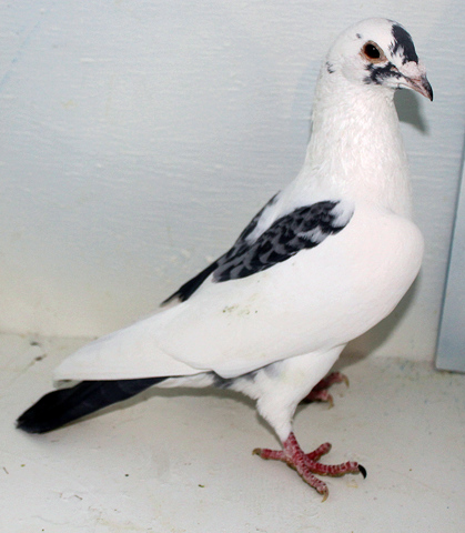Racing and Homing Pigeons