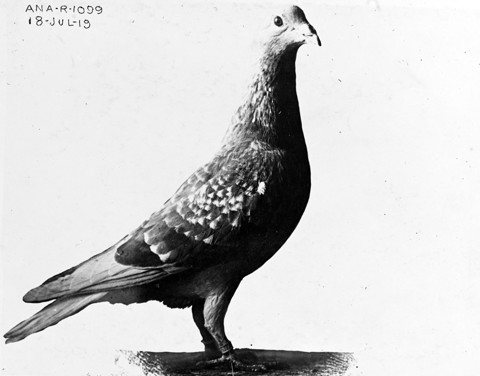 The Navy’s Use of Carrier Pigeons