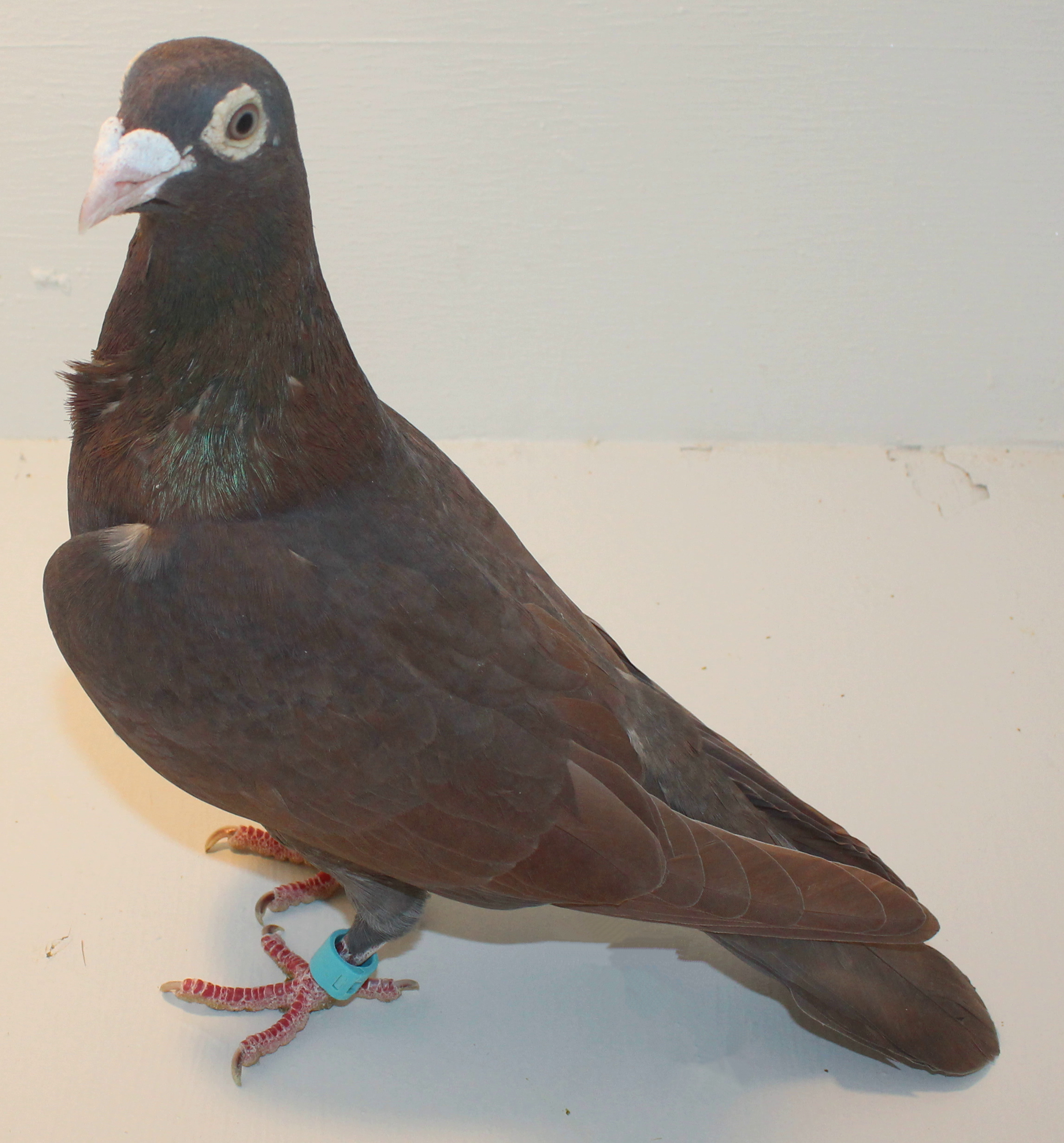 The Origins of the Trenton Strain