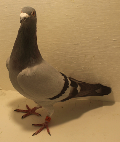 Building Your Own Pigeon Auction Platform