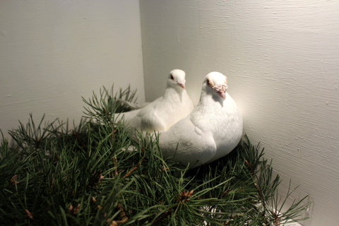 Selecting a Quality Breeding Pair