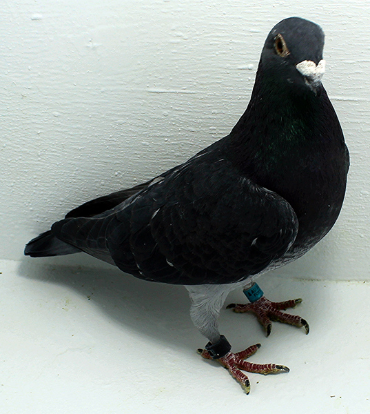 Band: AU 20002 Foys 2025