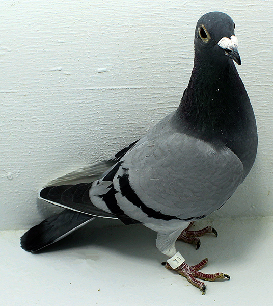 Band: AU 20004 Foys 2025