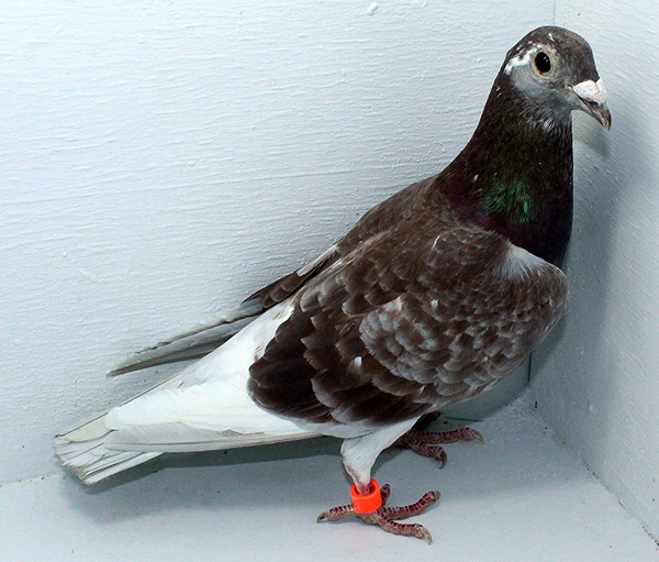 Band: AU 20005 AA 2025