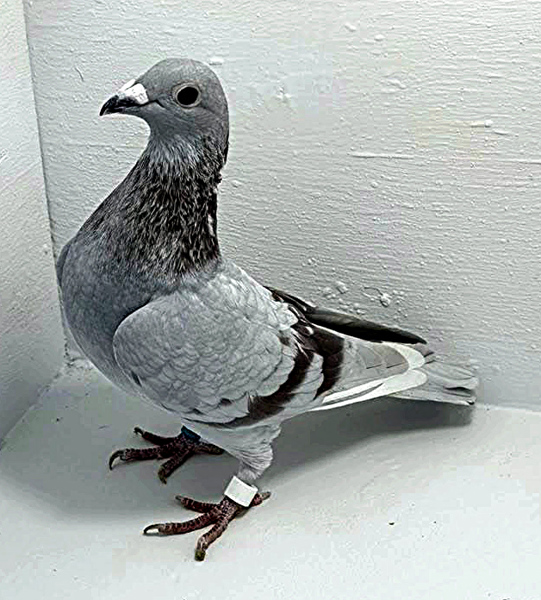 Band: AU 20011 AA 2025