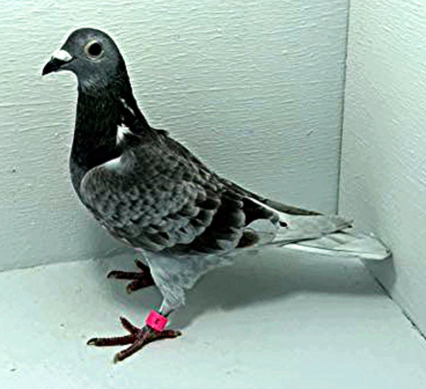 Band: AU 20013 AA 2025