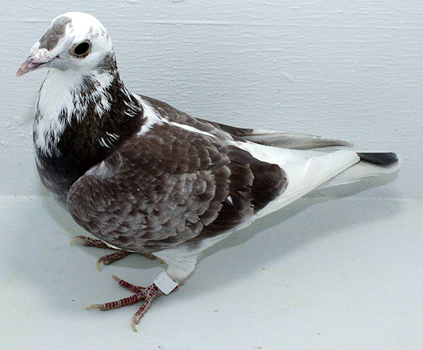 Band: AU 20015 Foys 2025