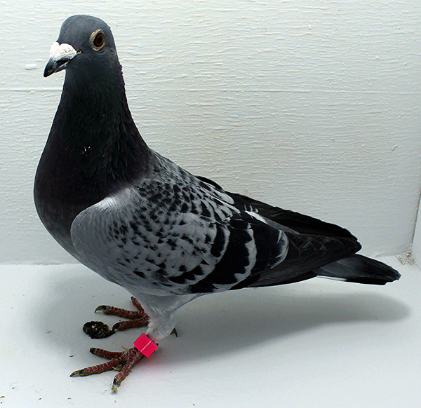 Band: AU 20021 AA 2025