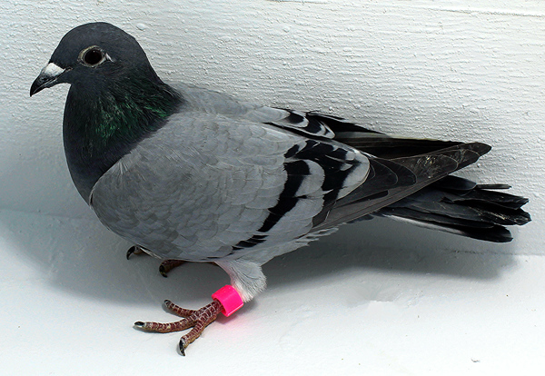 Band: AU 20023 AA 2025