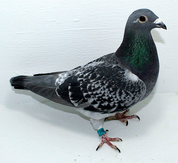 Band: AU 20028 AA 2025