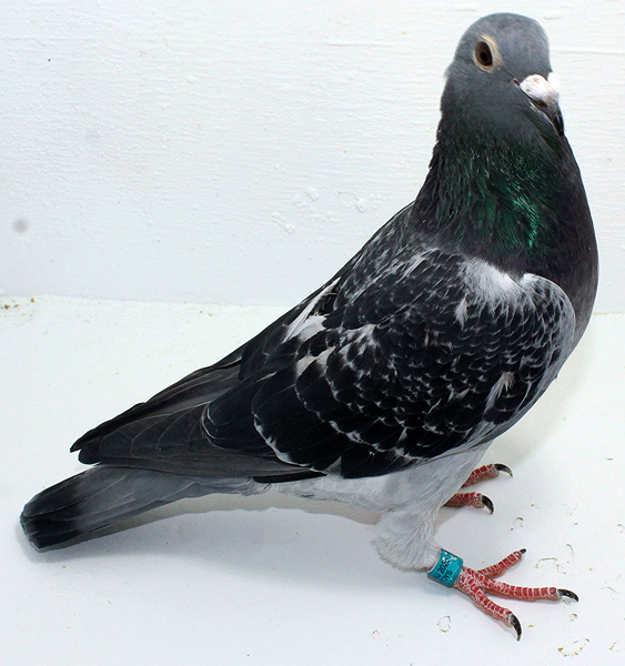 Band: AU 20029 AA 2025