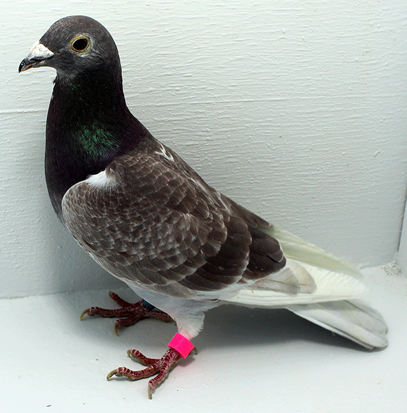 Band: AU 20032 AA 2025