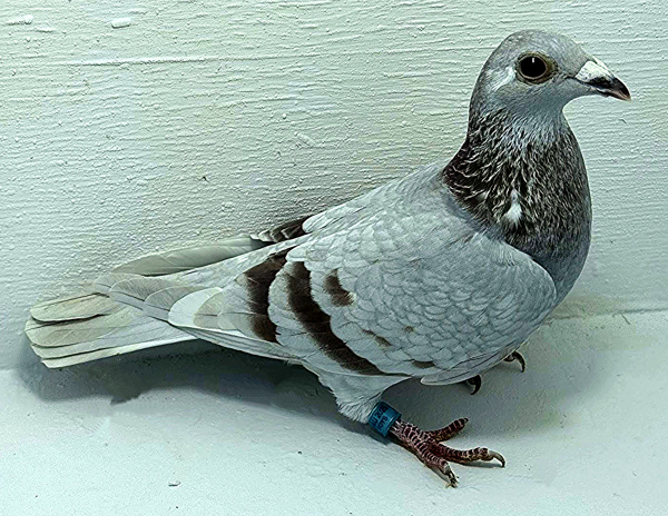 Band: AU 20033 AA 2025