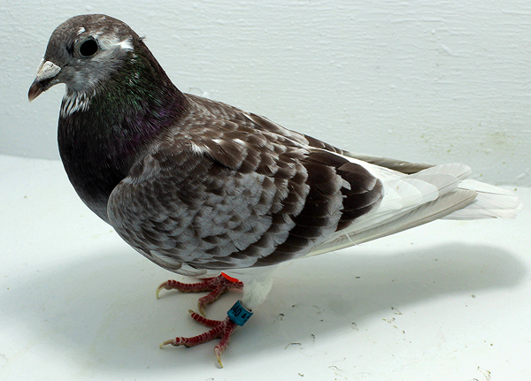 Band: AU 20040 AA 2025