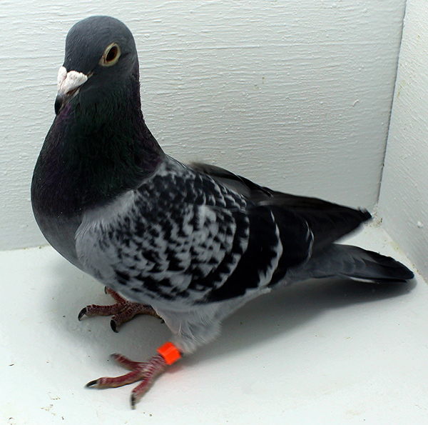 Band: AU 20041 AA 2025