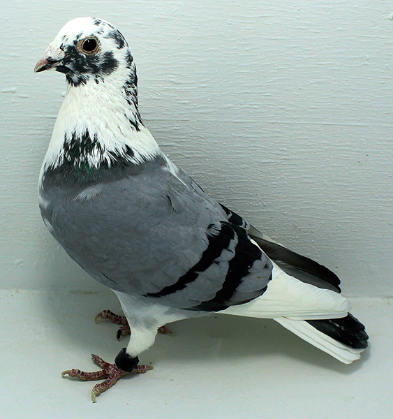 Band: AU 20048 Foys 2025