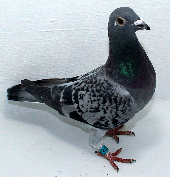 Band: AU 20057 AA 2025