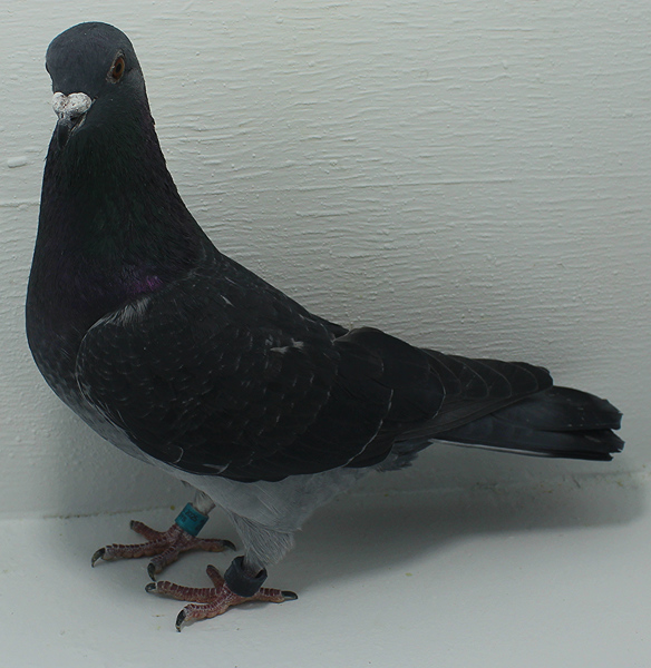 Band: AU 20059 AA 2025