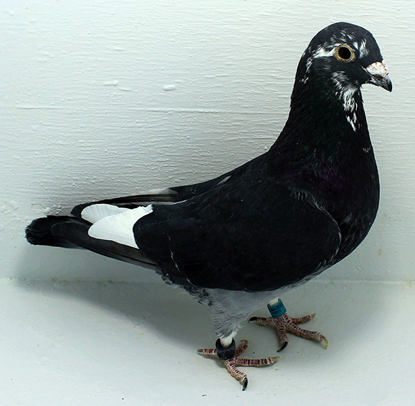 Band: AU 20060 Foys 2025