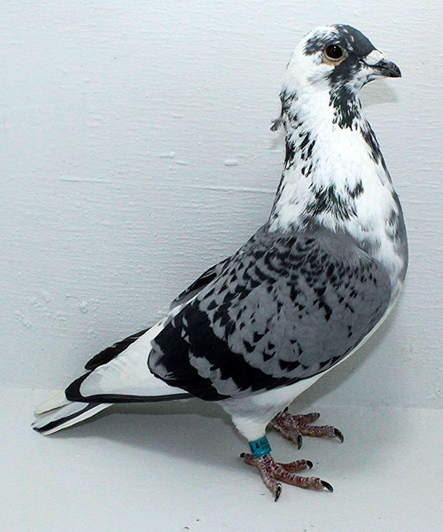 Band: AU 20064 Foys 2025