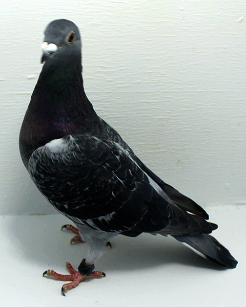 Band: AU 20066 AA 2025