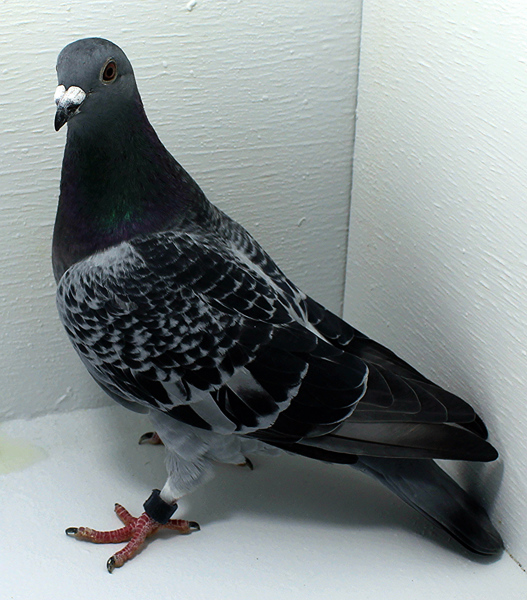 Band: AU 20067 AA 2025