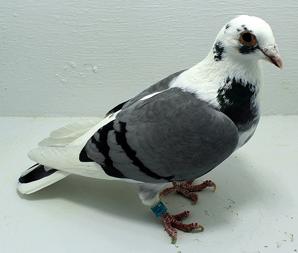 Band: AU 20068 Foys 2025