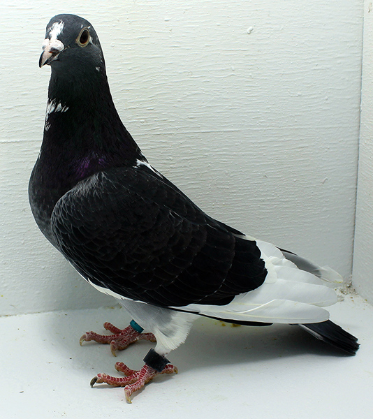 Band: AU 20071 AA 2025