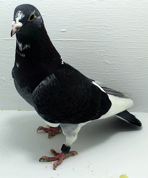 Band: AU 20071 AA 2025