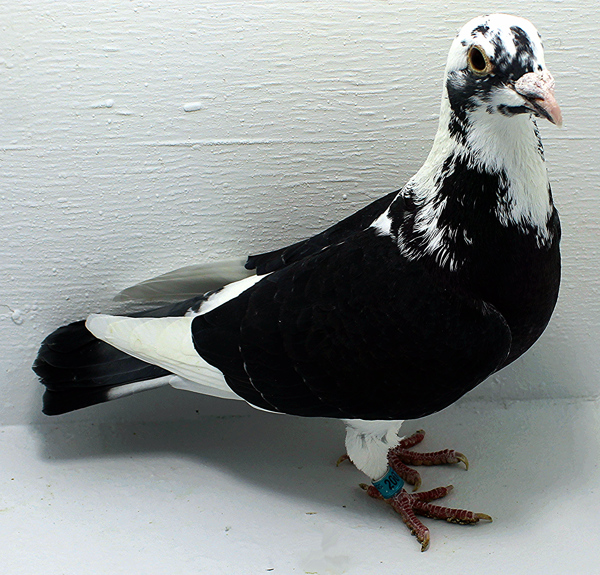 Band: AU 20072 AA 2025