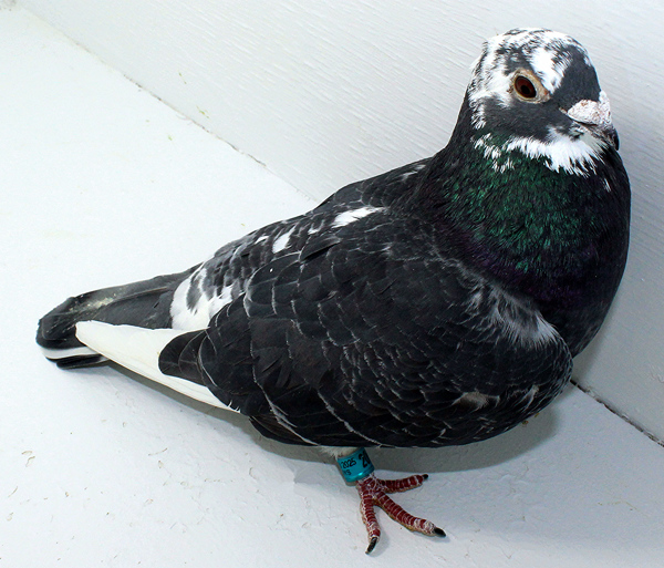 Band: AU 20076 Foys 2025