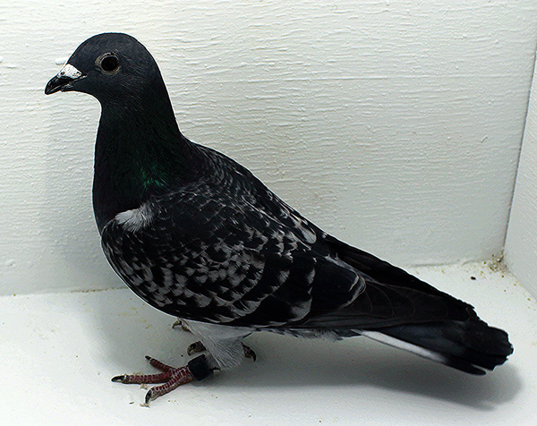 Band: AU 20082 AA 2025