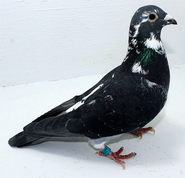 Band: AU 20085 AA 2025