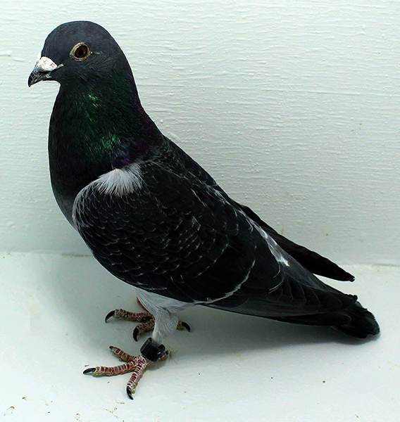 Band: AU 20087 Foys 2025