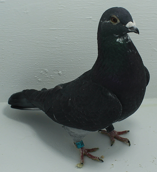 Band: AU 20091 Foys 2025