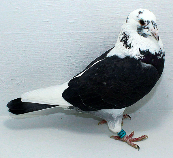 Band: AU 20092 Foys 2025