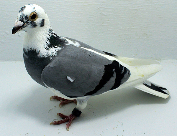 Band: AU 20094 AA 2025