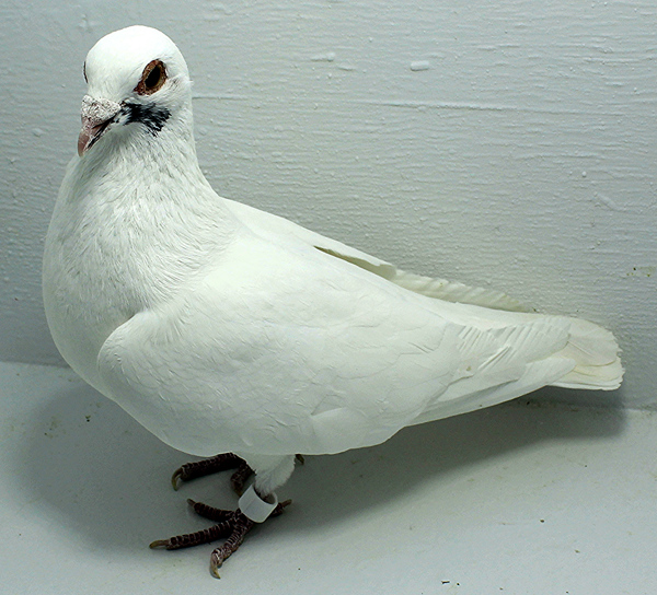 Band: AU 20095 AA 2025